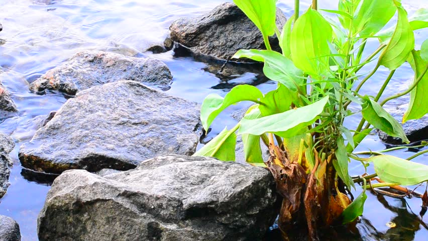 Water in the lake washes the stones after rain