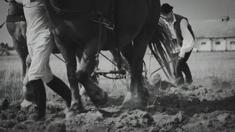 Farmer plowing a field with two horses. Black and white. Transylvania (central part of Romania)