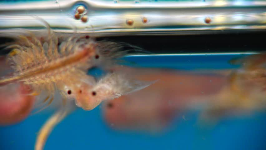 Artemia salina is a species of brine shrimp. Kuyalnik Estuary, Black Sea, Ukraine