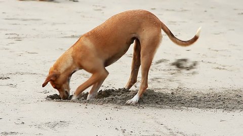 Dog digging sand on the beach