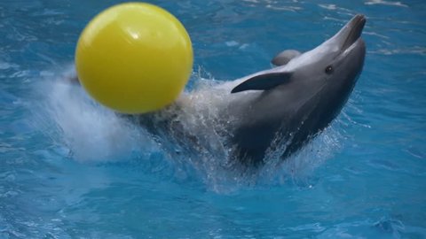 Dolphin throws a yellow ball by hitting it with his tail