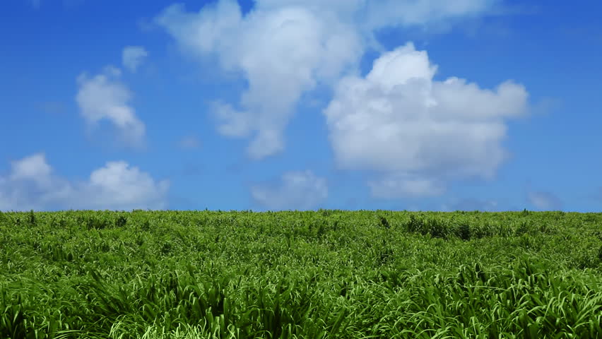 Green Field and Blue Sky with Clouds