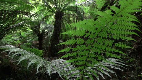 SLOW MOTION CLOSE UP, DOF: Big old lush fern growing in overgrown lush wild jungle. Sun shining through dense green weeds. Large ancient fairytale fern growing in primeval untouched rainforest