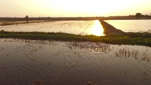 Aerial view Vietnam tractor rice fields