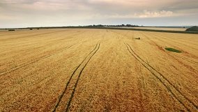 Aerial view of gold wheat field.