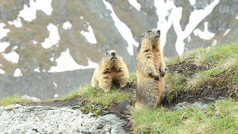 Cute sit up on its hind legs animal Marmot, Marmota marmota, sitting in he grass, in the nature habitat, Grossglockner, Alp, Austria. Animal in the mountain. Marmot sitting on the stone summit. 
