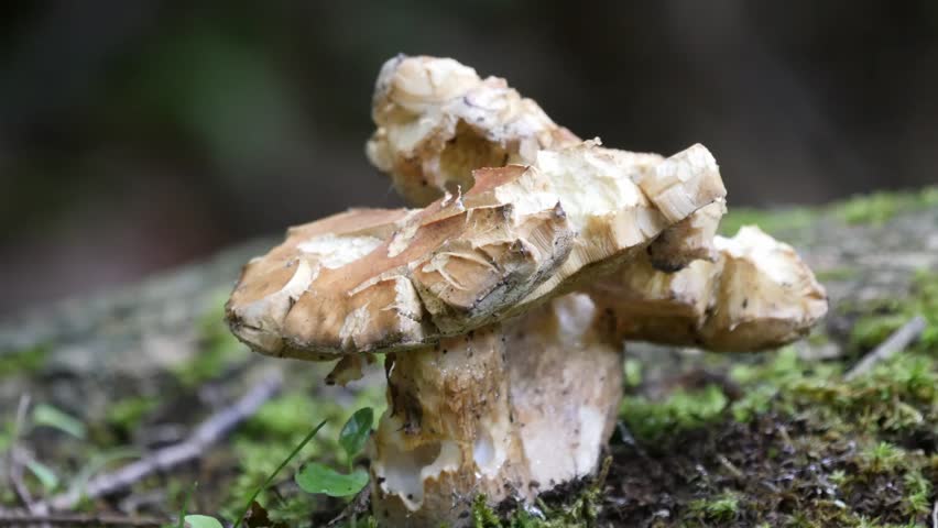 Rugiboletus extremiorientale