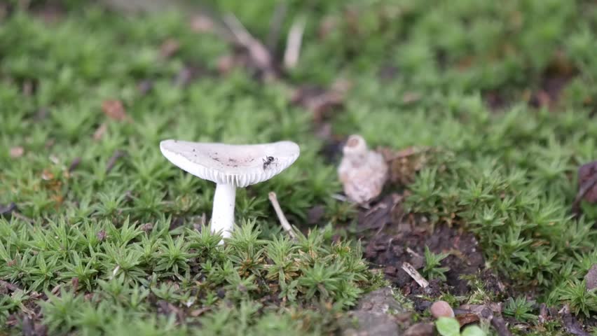 Lactarius hygrophoroides