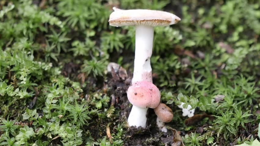 russulaceae
