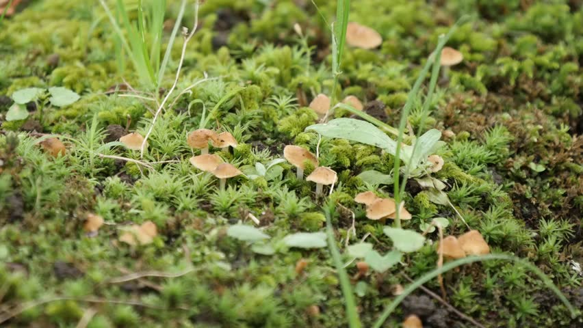 Rickenella fibula