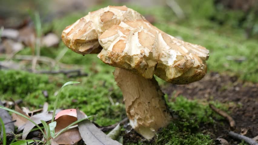 Rugiboletus extremiorientale