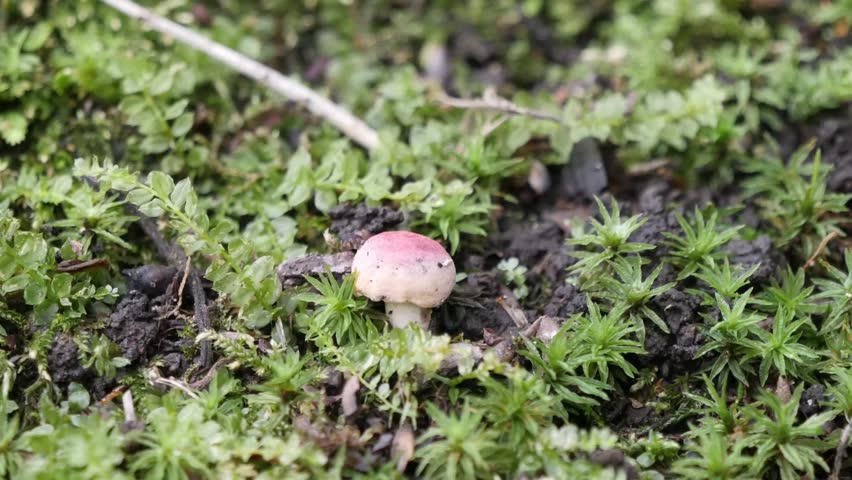 russulaceae