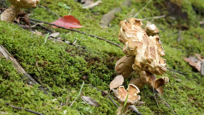 Rugiboletus extremiorientale