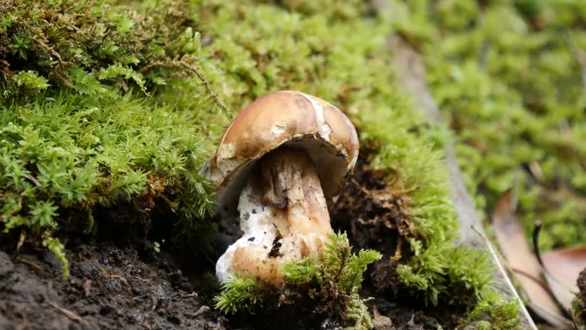 Rugiboletus extremiorientale