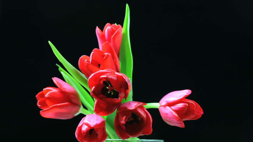  bunch of red tulips flowers blooming in time lapse video