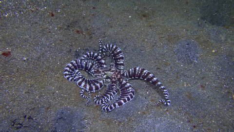 The mimic octopus (Thaumoctopus mimicus) species of octopus capable of impersonating other local species and/or predators.