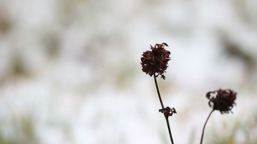 withered plant under the snow in winter