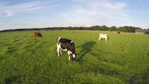 Drone aerial flying low and slow over grass field with Holstein and Aberdeen Angus cows eating and walking over greenfield blue sky background friendly animals not worried about the UAV moving over 4k