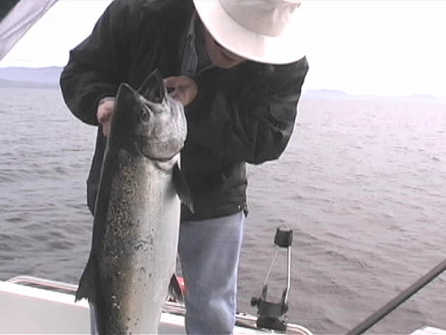 Large Chinook Salmon just caught