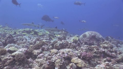 Whitetip reef sharks on reef with bumphead parrotfish and napoleon wrasse