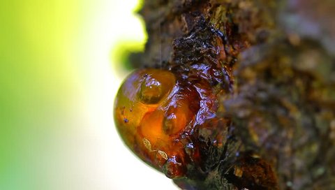 Ant and resin on tree apricot