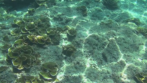 Tropical underwater world, Similan Islands, Thailand