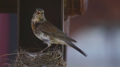 Fieldfare Thrush female on the nest