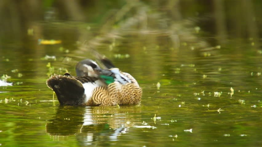 Blue-winged Teal (Anas discors) male or Drake in south Florida preening feathers so it looks good for the females.This species is one of the last birds to leave Florida and migrate north in the spring
