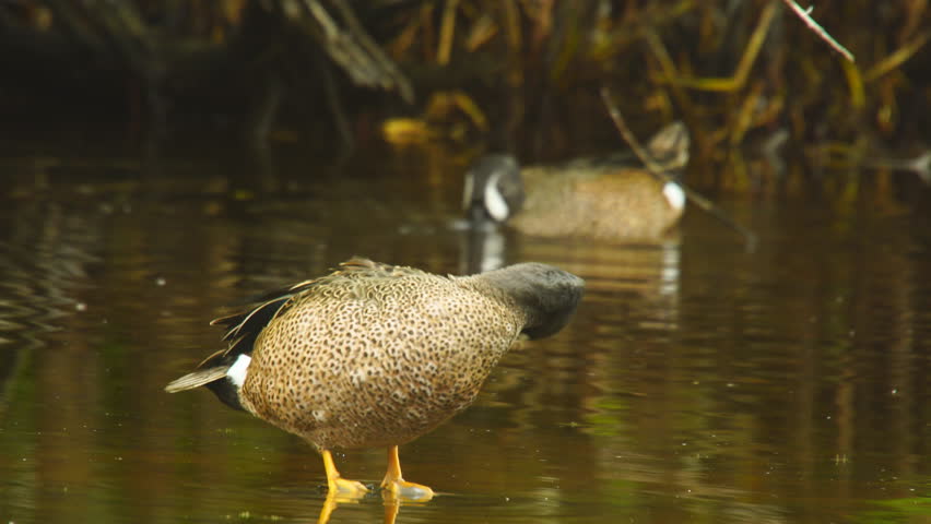 Blue-winged Teal (Anas discors) male or Drake in south Florida preening feathers so it looks good for the females.This species is one of the last birds to leave Florida and migrate north in the spring