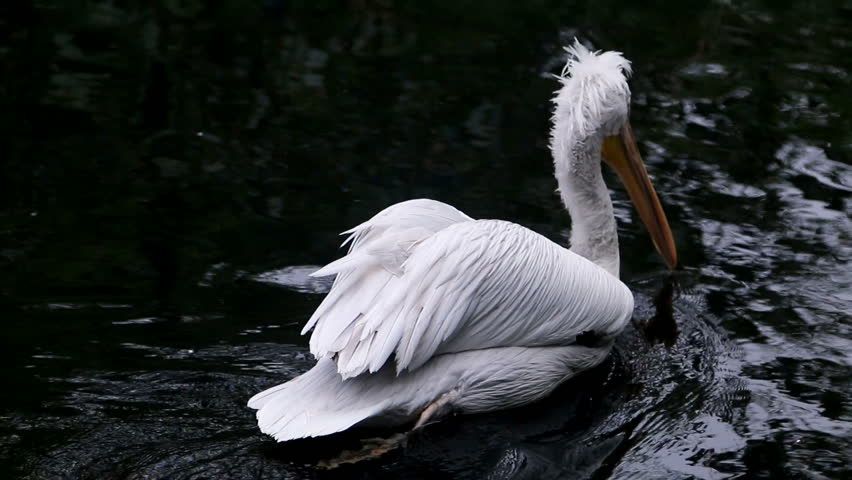 white Pelican floating on the water of the lake