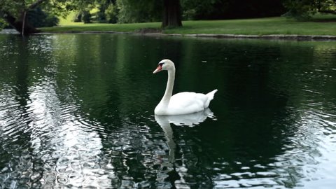 Lonely swan in pond with head underwater