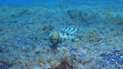 The snowflake moray (Echidna nebulosa) also known as the clouded moray among many various vernacular names, is a species of marine fish of the family Muraenidae.