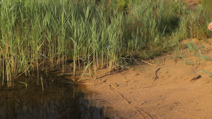 Man touch smartwatch on the lake. Beautiful beach with sand and grass