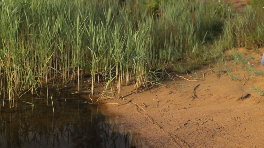 Man touch phone on the lake. Beautiful beach with sand and grass