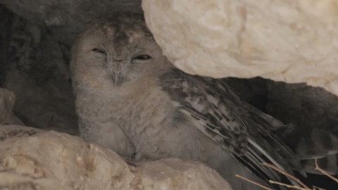 Desert tawny owl
Desert tawny owl in his cave
