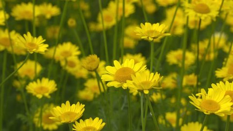 Yellow chamomile flowers in summer breeze. A distinctive yellow dye is obtained from the flowers.