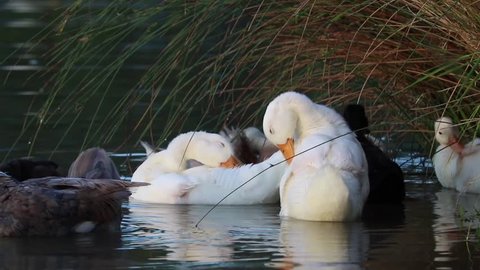 Young Ducks cleaning and preening in evening light on fringe of lake under reeds.