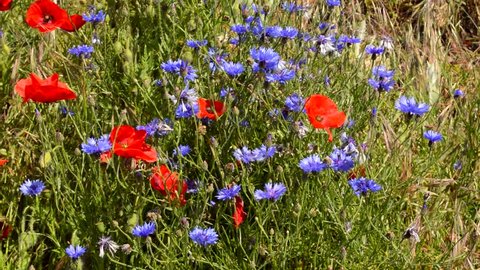 Blue flowers and poppies in south of France's field 80
