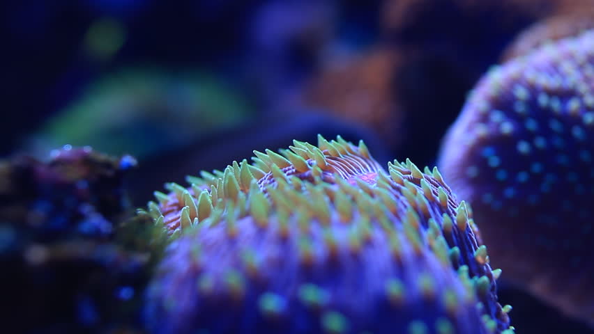 Coral Reef Marco Close-up HD
