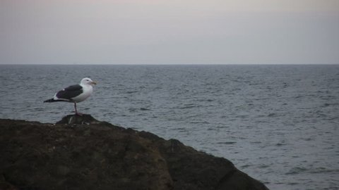 Seagull at the Pacific Ocean