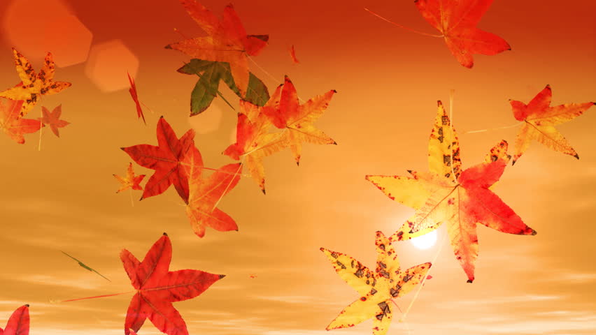 Autumn Leaves Falling HD Loop