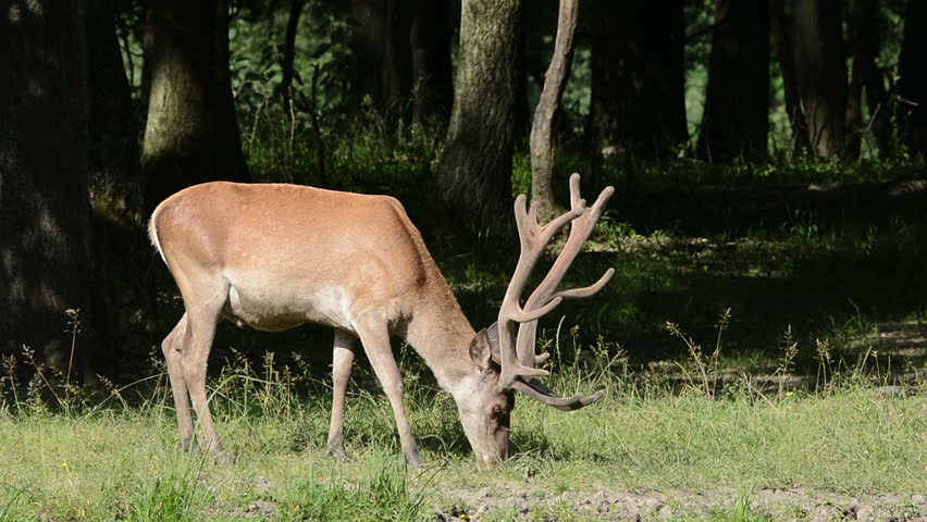 santa rosa escort