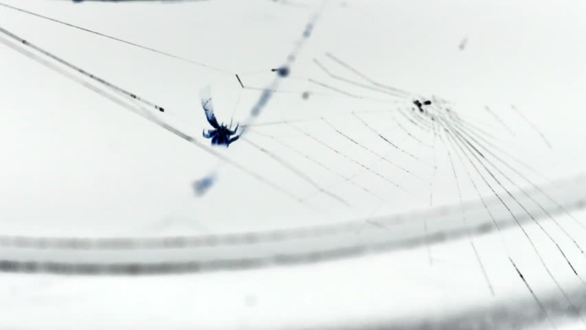 Spider Making Web on White