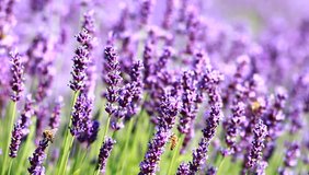 lavender. growing lavender flower closeup. field