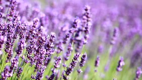lavender. growing lavender flower closeup. field