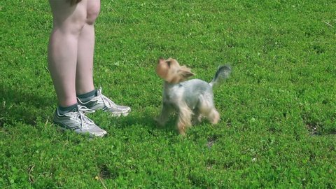 small dog runs around the feet of the master