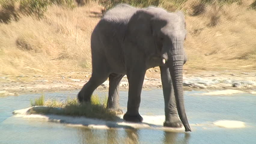 elephant spraying water toy