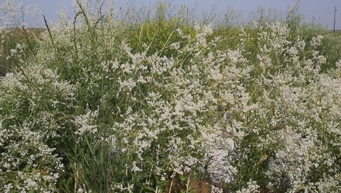 Gypsophila Paniculata Babys Breath Common Stock Footage Video 100 Royalty Free 11 Shutterstock