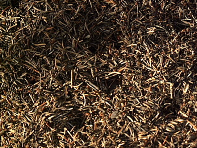 Red Ant pile