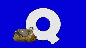 Letter Q and Quail (foreground). Animated animal alphabet. Motion graphic with chroma key. Animal in a foreground of a letter.